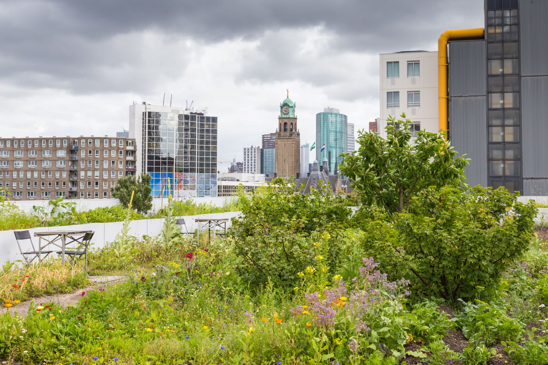 Dachbegrünung mit urbanem Stadtblick