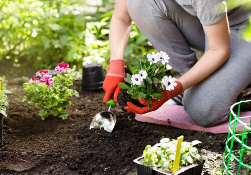 Die perfekte Bühne für deine Pflanzen: So setzt du grüne Akzente im Garten