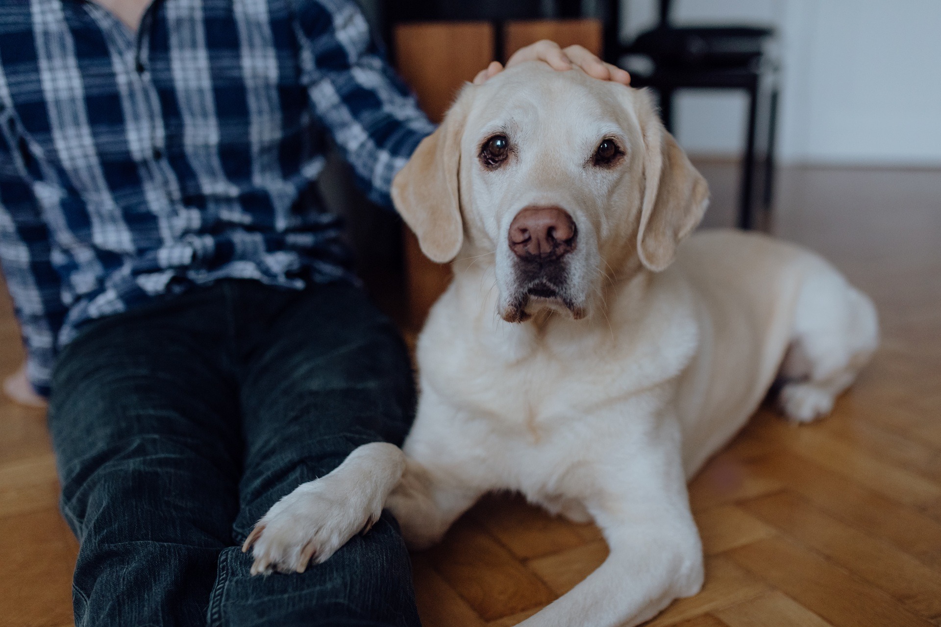Labrador liegt ruhig im Haus | Hundeleckerli