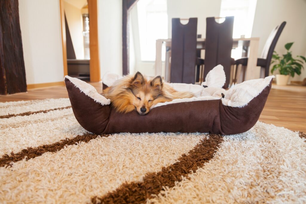 Kleiner Hund schläft im Körbchen | Hundeleckerli
