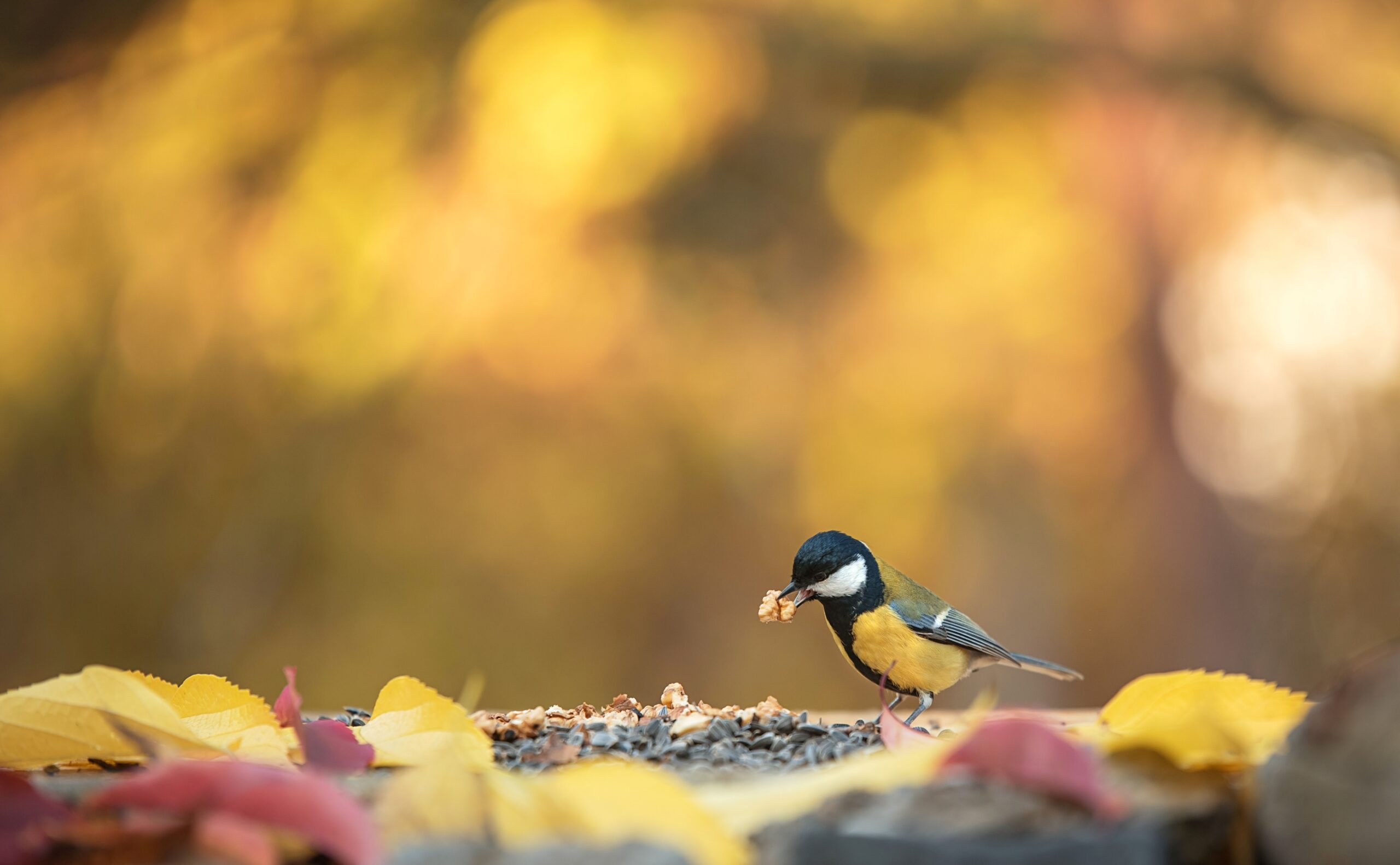 Vogelfutter Sonnenblumenkerne_Kerne_Natur