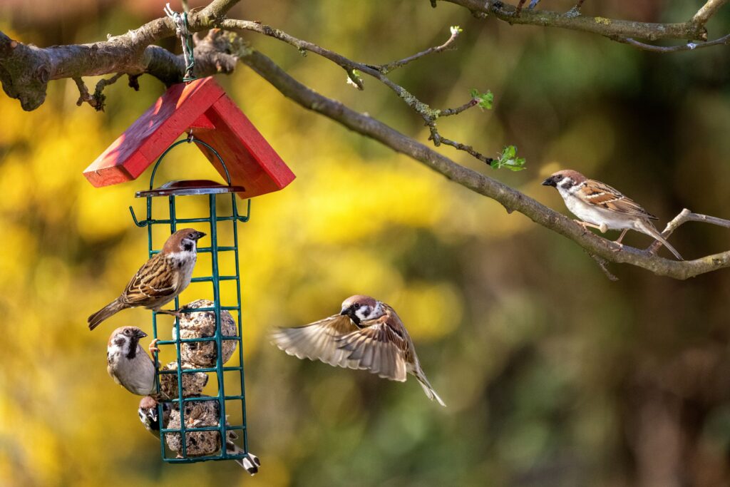 Vogelfutter Sonnenblumenkerne_Knoedel