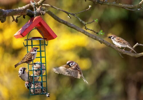 Diese Gäste sorgen für Leben im Garten – mit wenig Aufwand