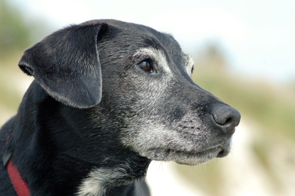 Nahaufnahme eines alten Hundes | Hunde Nassfutter mit hohem Fleischanteil