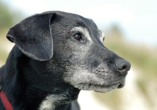 Der Hund als Haustier im Wandel der Zeit